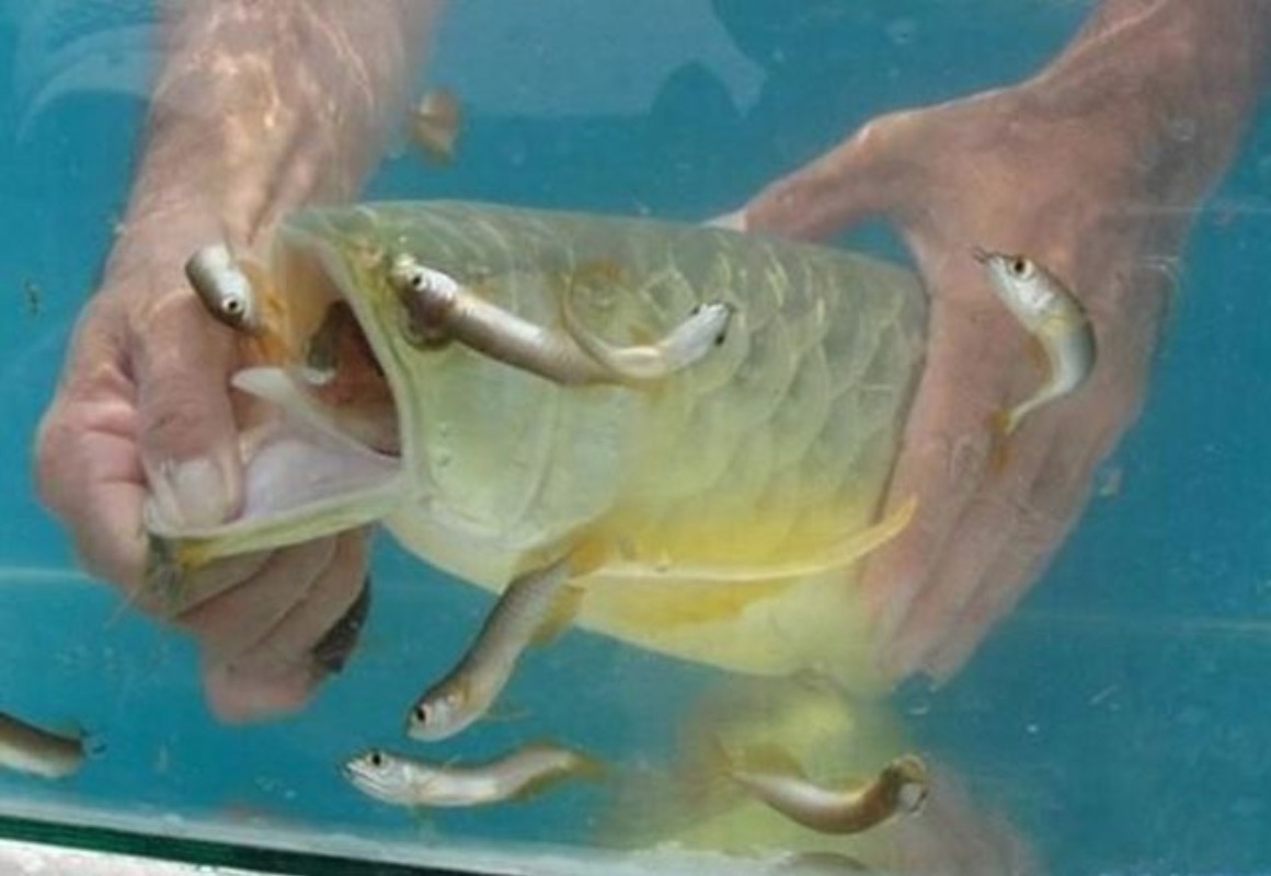 sajagempak.com - Baru Belanja Mahal Beli Ikan, Lelaki Panik Saat Perasan Mulut Ikan Itu Sentiasa Tutup Dan Terus Memeriksanya