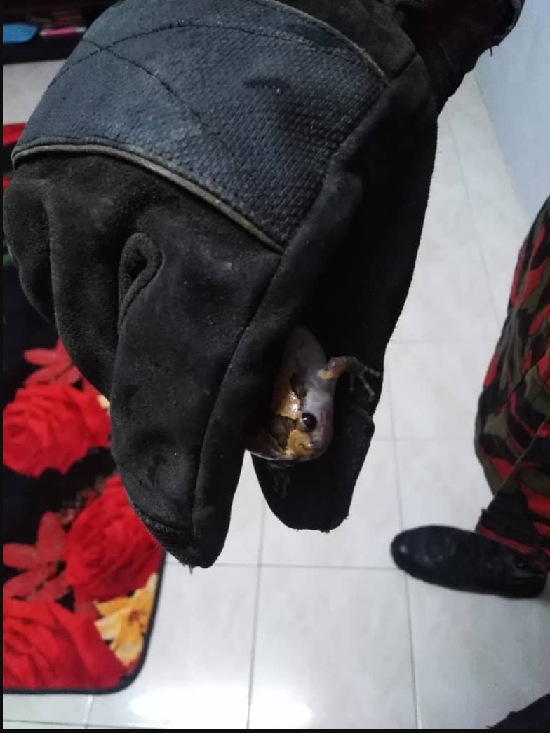 sajagempak.com - Terima Panggilan Kehadiran Haiwan Berbisa Di Sebuah Rumah, Pasukan Bomba Terkedu Dengan Penemuan Mereka Di Rumah Pengadu Jam 1 Pagi 