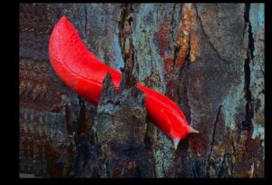 sajagempak.com - Lintah Bulan Merah Jambu Ditemui Di Australia