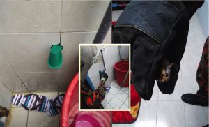 sajagempak.com - Terima Panggilan Kehadiran Haiwan Berbisa Di Sebuah Rumah, Pasukan Bomba Terkedu Dengan Penemuan Mereka Di Rumah Pengadu Jam 1 Pagi