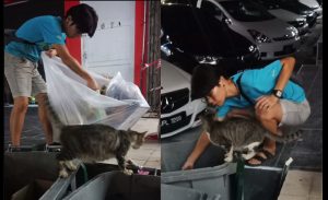 sajagempak.com - “Tolong, Anak Saya Dalam Tong Sampah..” - Ibu Kucing Merayu Selamatkan Anaknya