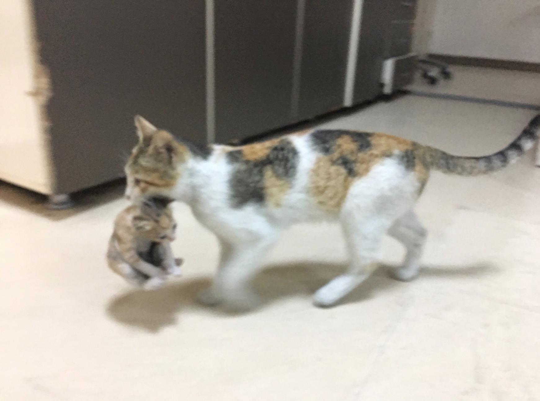 sajagempak.com - Kisah Sebenar Ibu Kucing Bawa Anak Ke Hospital Seolah-olah Meminta Pertolongan