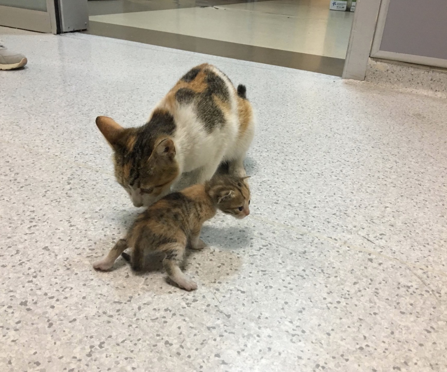 sajagempak.com - Kisah Sebenar Ibu Kucing Bawa Anak Ke Hospital Seolah-olah Meminta Pertolongan