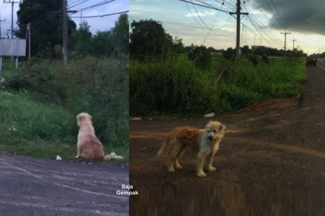 Anjing Setia Menunggu Tuannya Di Tepi Jalan Selama 4 Tahun Sebelum Akhirnya Mereka Dapat Bertemu Semula