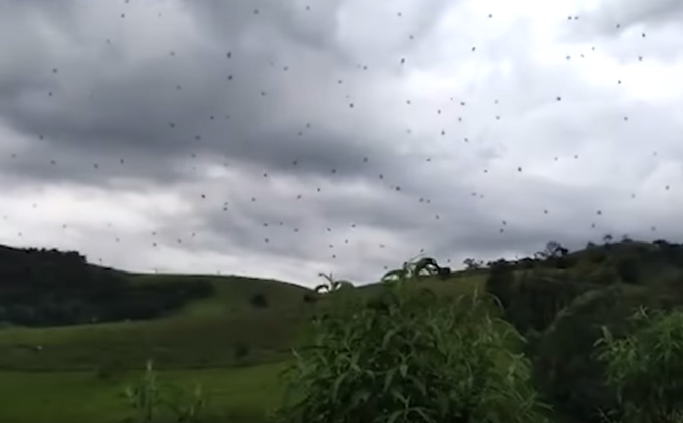 sajagempak.com - Labah-labah Terbang Di Udara, Kejadian ‘Rare’ Yang Betul-betul Berlaku Dan Dinamakan Fenomena Hujan Labah-labah