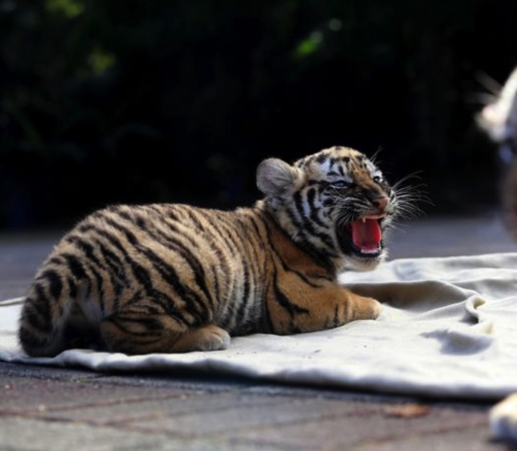 sajagempak.com - Suami Isteri Membeli Kucing Secara Online, Tapi Dapat Anak Harimau