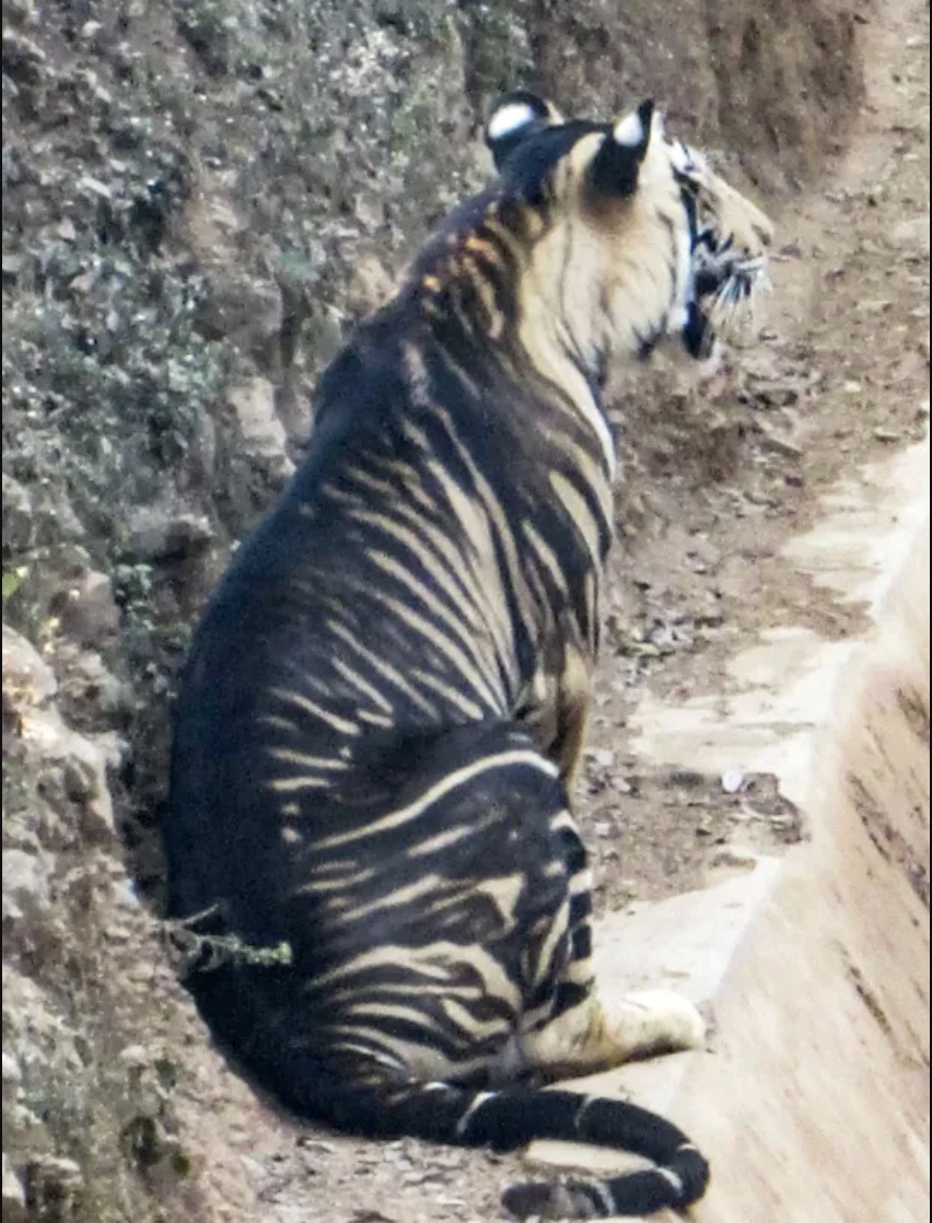 sajagempak.com - Harimau Hitam Dilihat Muncul Semula, Jenis Harimau Yang Sangat 'RARE'