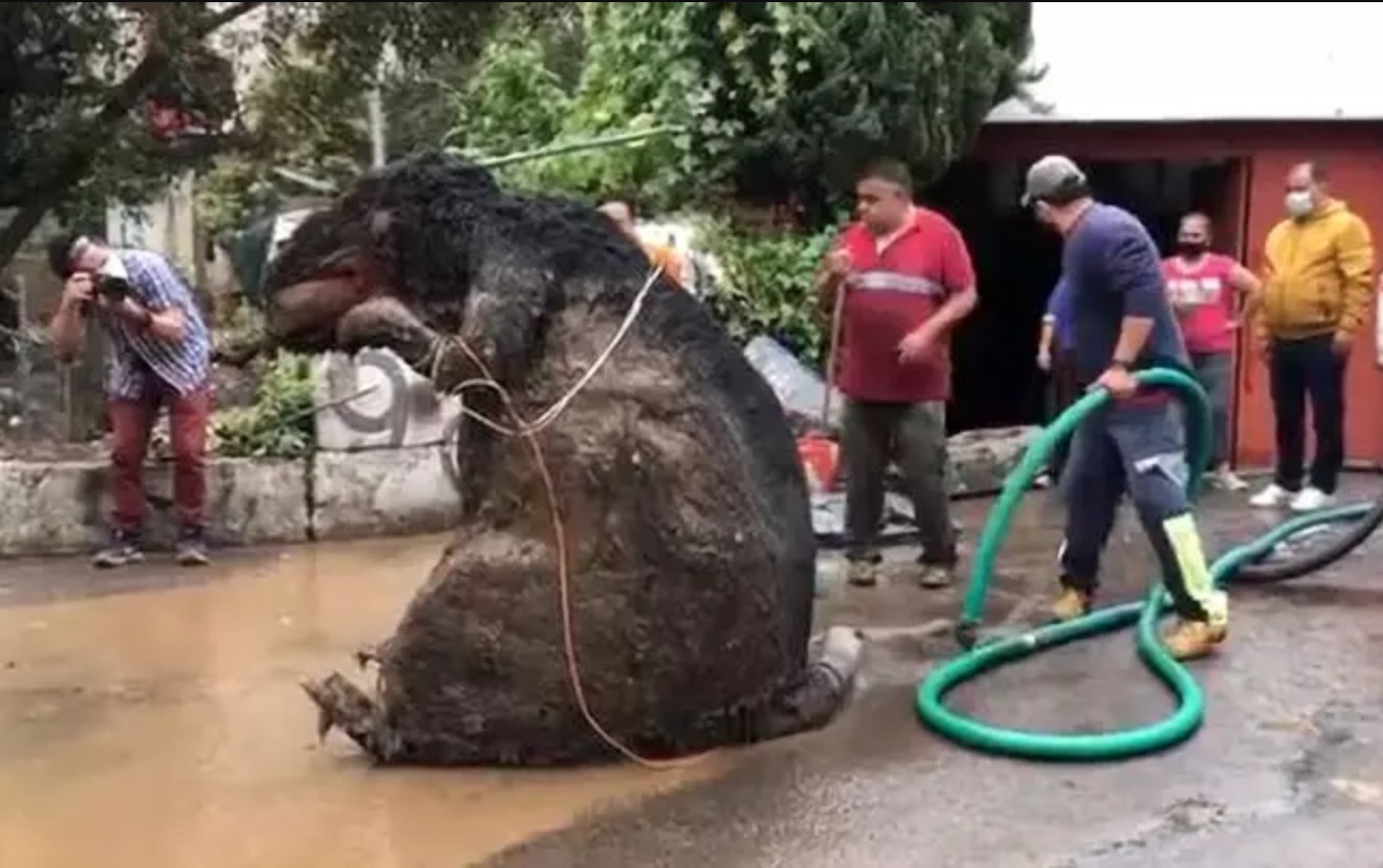 sajagempak.com - Tikus Gergasi Ditemui Di Terowong Bawah Tanah, Jadi Punca Banjir