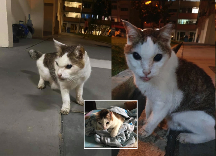 Tiga Tahun Terpisah, Kucing Jalanan Ditemukan Semula Dengan Pemilik Asal