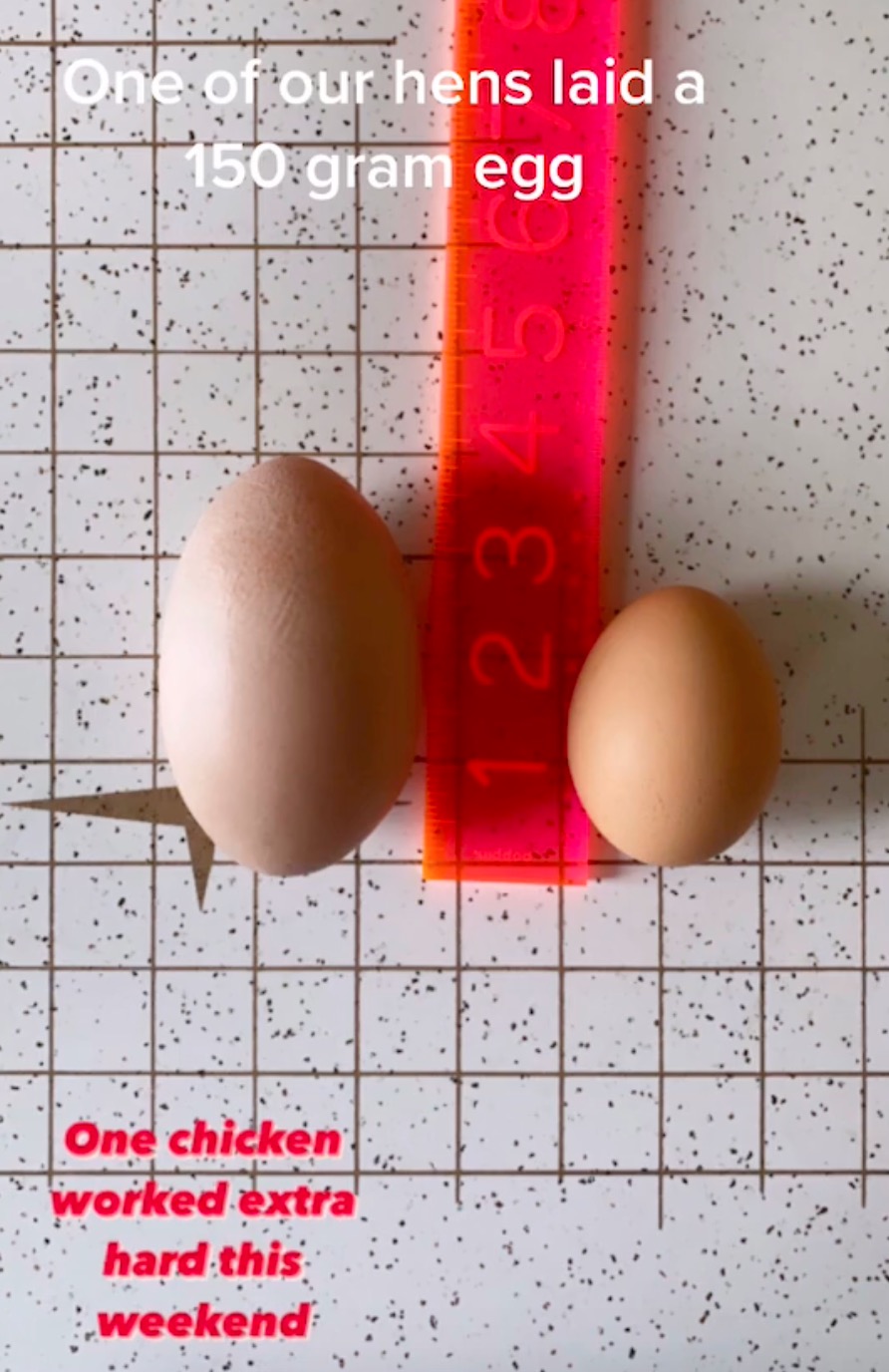 Ayam Hasilkan Sebiji Telur Gergasi, Isinya Terkandung Satu 'Benda' Unik Buat Ramai Kagum