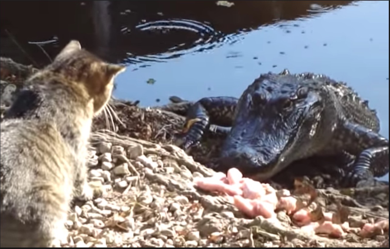 Kucing Cari Gaduh Dengan Aligator Yang Kelaparan, Menamparnya Bertalu-talu