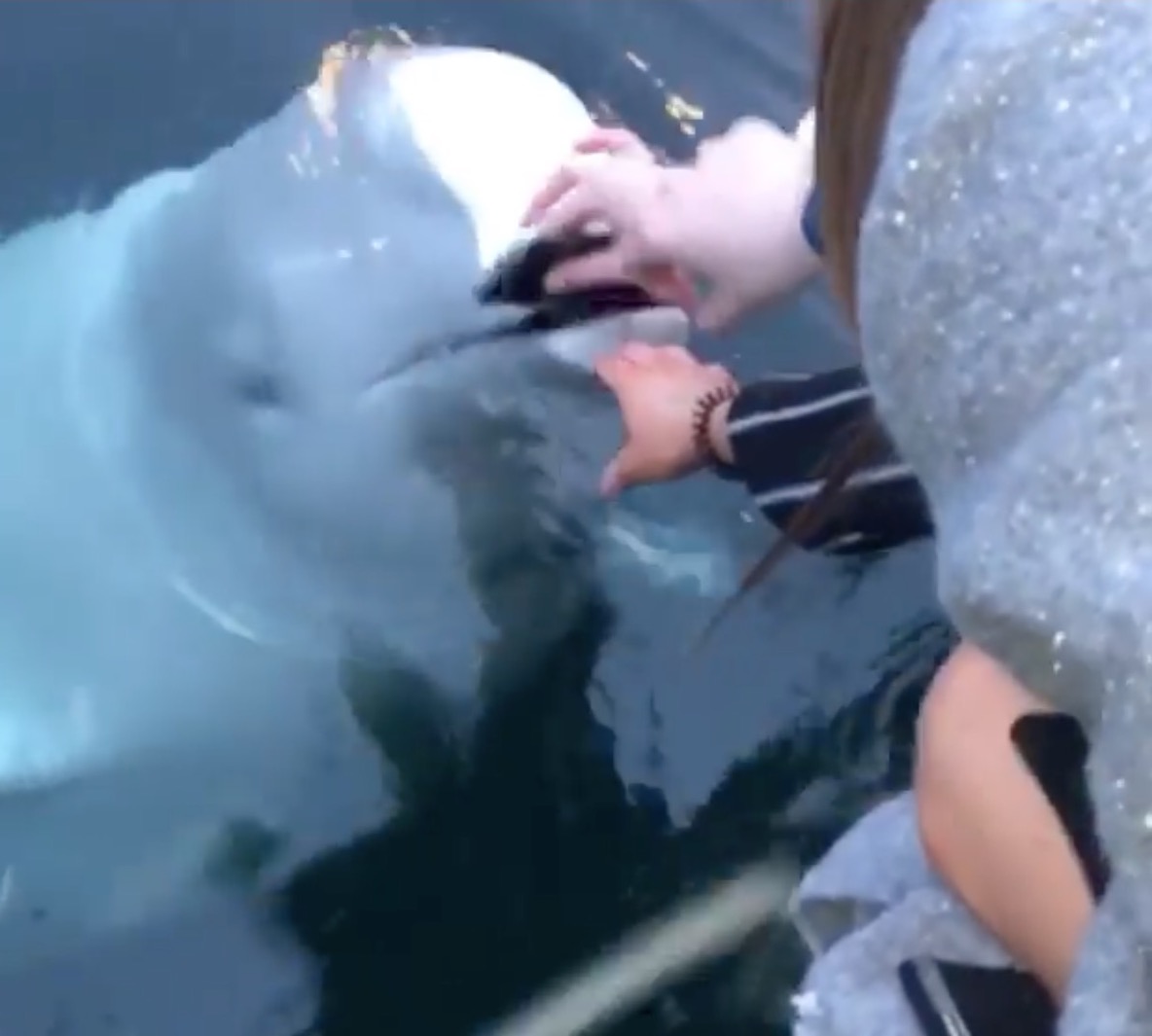Handphone Terjatuh Dalam Laut, Gadis Terkejut Ikan Paus Muncul Dan Pulangkan Semula Handphone Miliknya