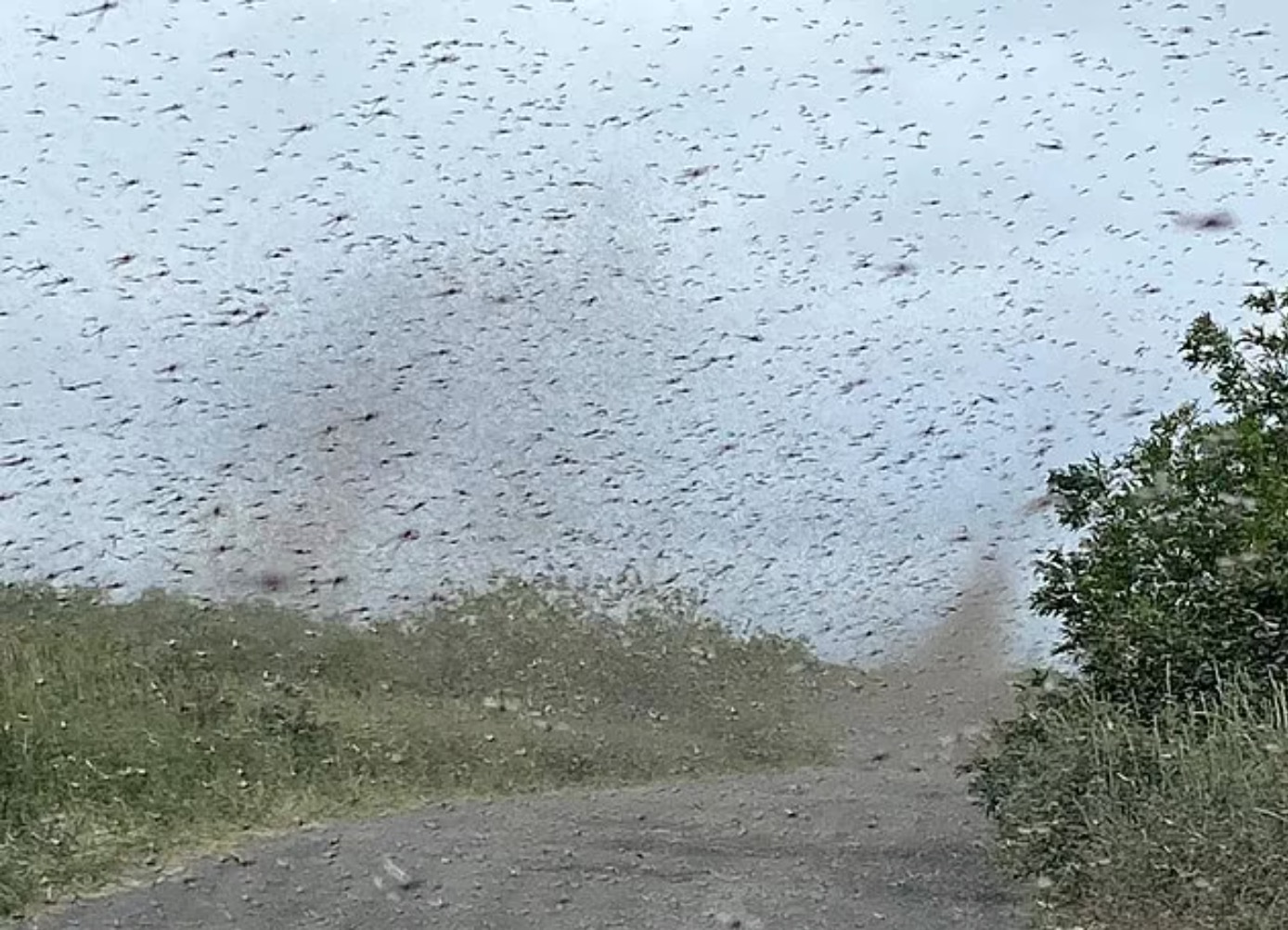 Fenomena Disangka Puting Beliung, Sebenarnya Lagi Mengerikan Apabila Jutaan Nyamuk Berterbangan Memenuhi Ruang Langit