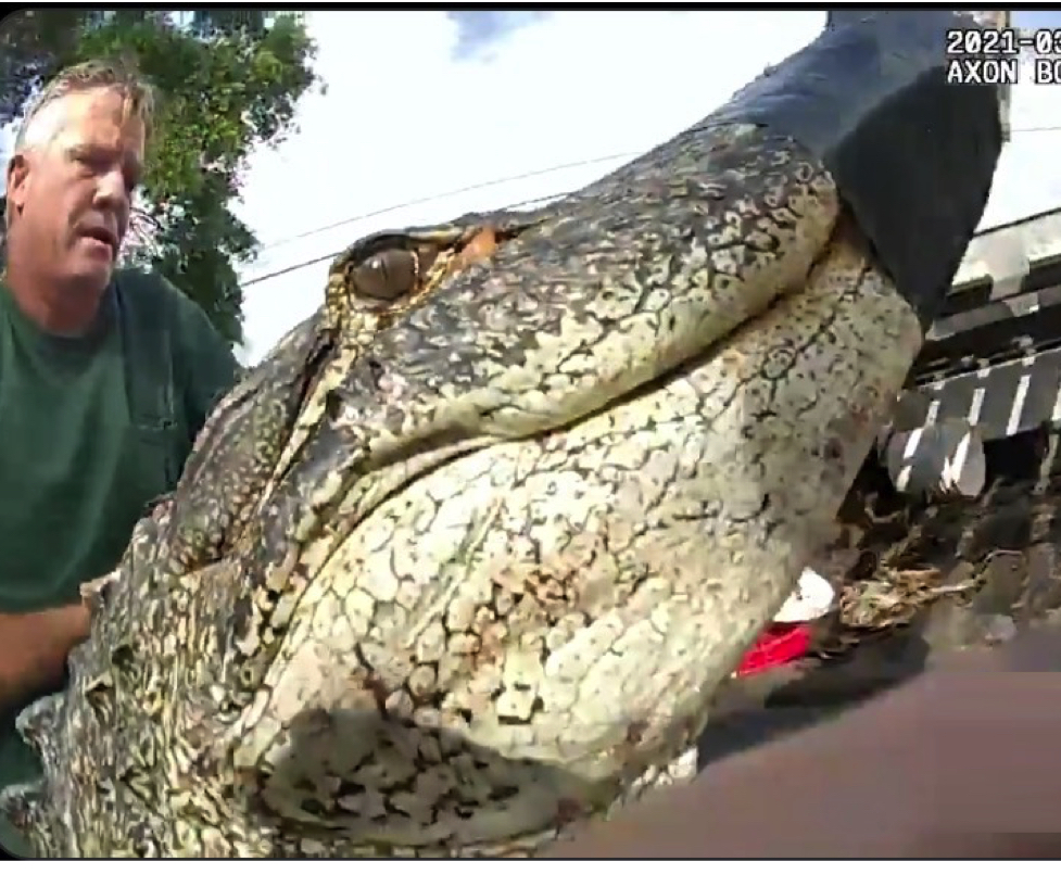 Aligator Besar Melebihi 10 Kaki Ditemui Menyorok Bawah Kereta