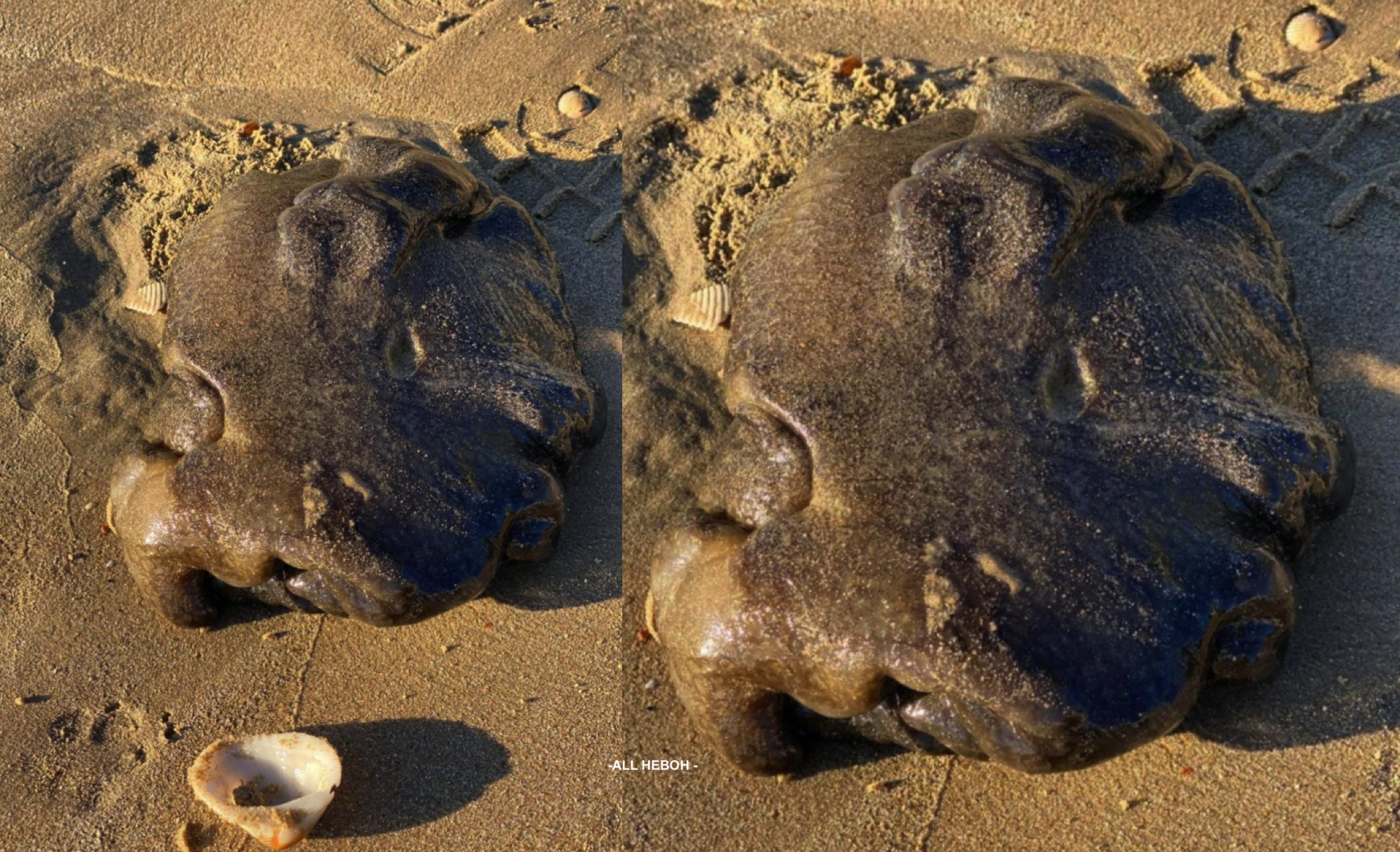 Makhluk Pelik Menyerupai Tompokan Jelly Ditemui Seorang Wanita Di Pantai, Disangka Ikan Batu Tapi Bukan