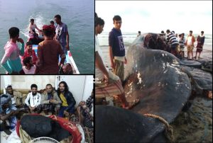 Jumpa Bangkai Ikan Paus Di Laut, Sekumpulan Nelayan Menjadi Jutawan Selepas Membelah Perut Paus Tersebut