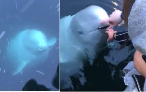 Handphone Terjatuh Dalam Laut, Gadis Terkejut Ikan Paus Muncul Dan Pulangkan Semula Handphone Miliknya