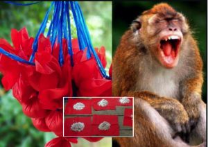 Selepas Guna TRICK Ini, Monyet Lari Lintang Pukang Langsung Tak Datang Ke Kebun