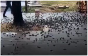 Ratusan Burung Pipit Mati Secara Tiba-tiba Selepas Jatuh Dari Pokok - sajagempak.com. @allhebohmy. @allheboh