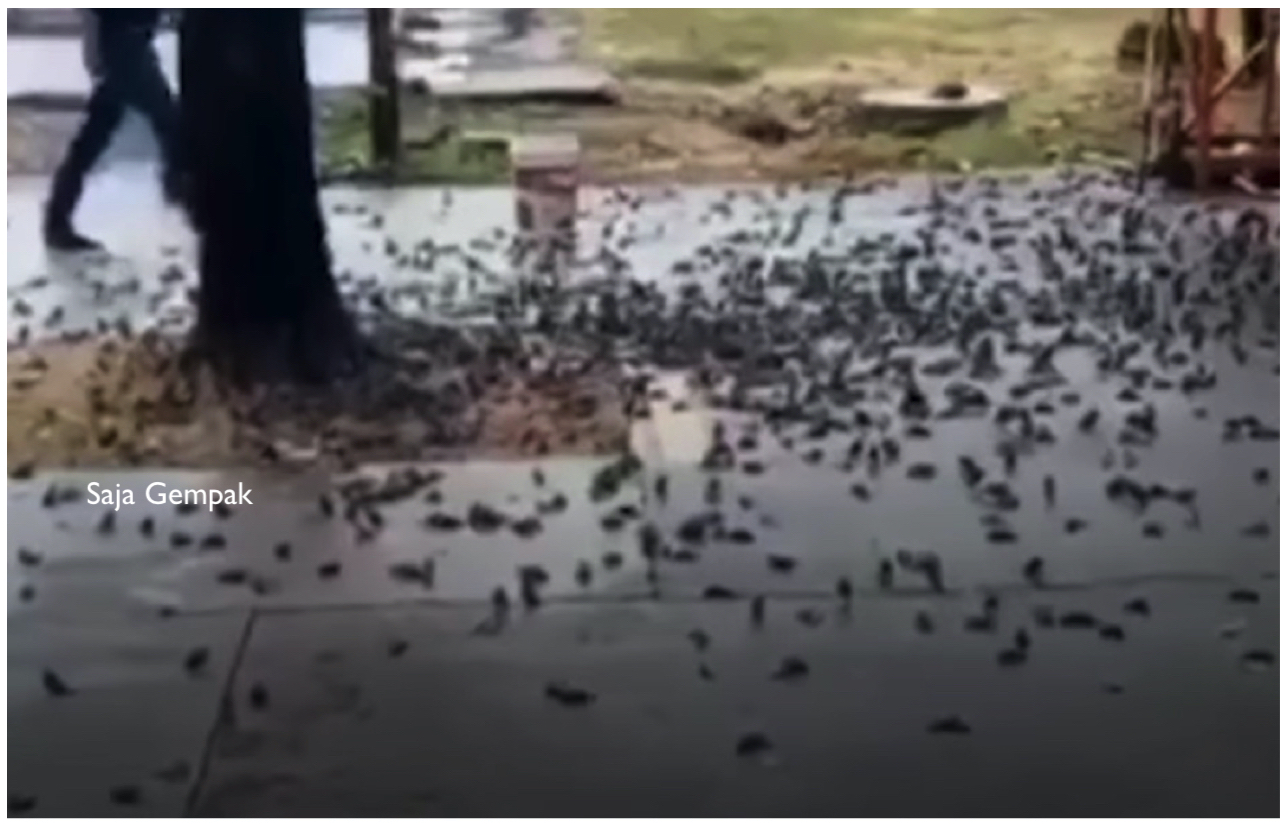 Ratusan Burung Pipit Ditemui Mati Secara Tiba-tiba Selepas Jatuh Dari Pokok