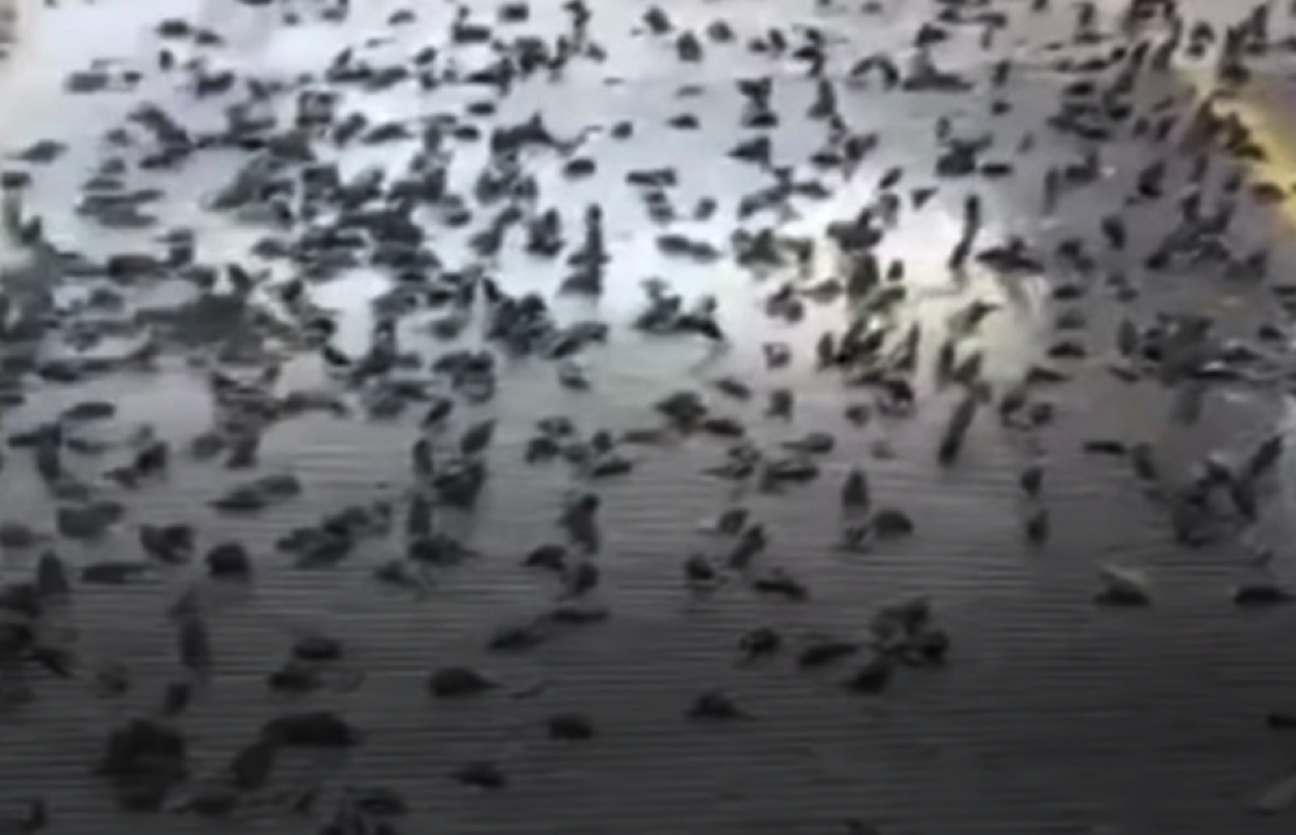 Ratusan Burung Pipit Ditemui Mati Secara Tiba-tiba Selepas Jatuh Dari Pokok