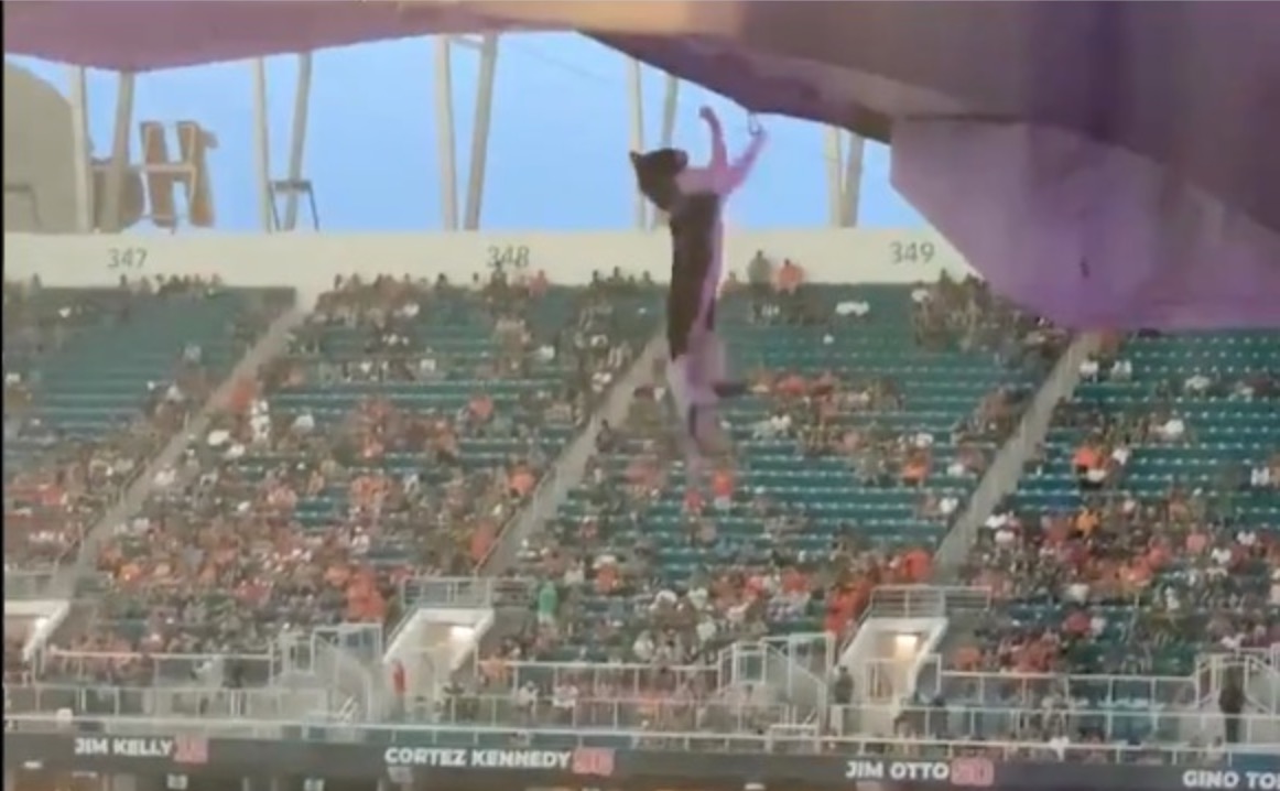 Kucing Tergelincir Dan Jatuh Dari Tingkat Atas Stadium, Penonton Bekerjasama Selamatkannya