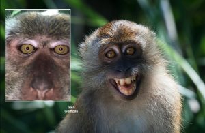 Penduduk Kampung Buat Aduan Hingga Dia Dipindahkan, Monyet Kembali Dari Jarak 22km Mahu Balas Dendam