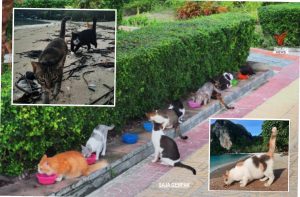 Dipercayai Ditinggalkan Pemilik, Lebih Seribu Kucing Ditemui Berkeliaran Di Pulau Perlancongan