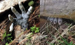 Penemuan Menggerunkan 'Jari Kaki Mayat' Di Celah-celah Pokok, Warnanya Kebiruan Seakan Zombie - sajagempak.com