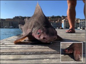 Ikan Pelik Seakan Jerung Berkepala Babi Ditemui Di Itali