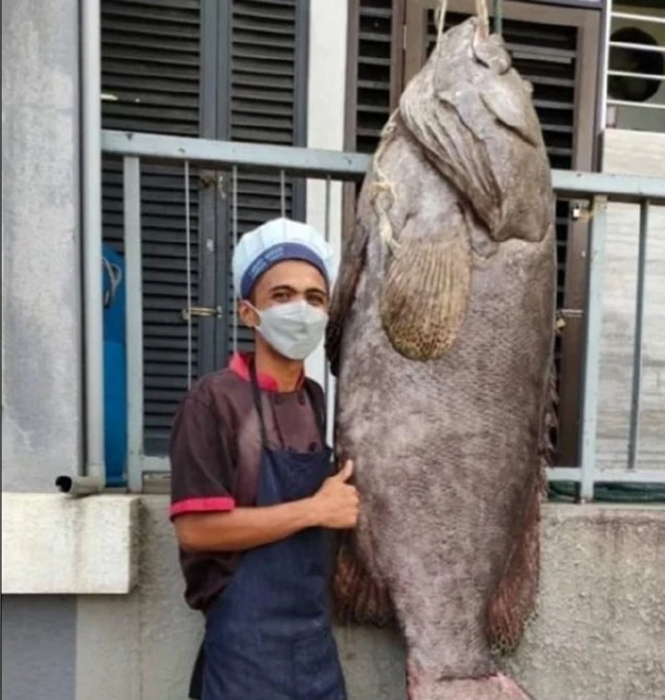 Ikan Kerapu Gergasi 'Keratang' Seberat 160kg Berjaya Ditangkap Di Perairan Marine Farms, 100 Batu Nautika Dari Labuan
