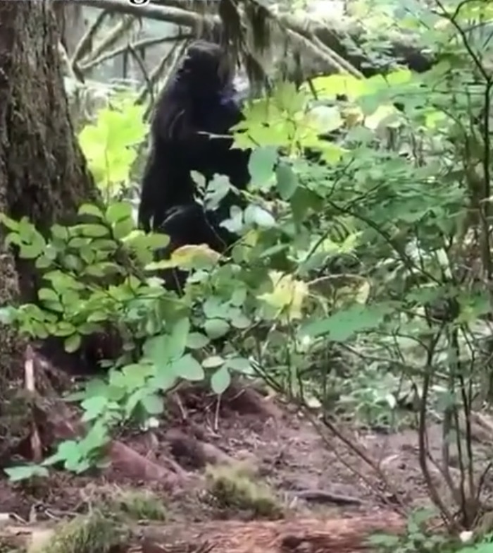 Video Mengejutkan Makhluk Bigfoot Dikongsi Pemuda Orang Asli, Didakwa Sering Muncul Bila Hujan Panas - sajagempak.com