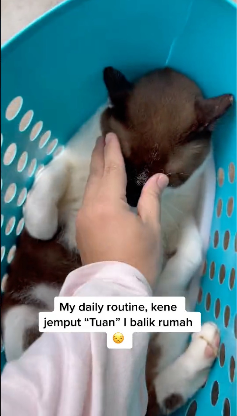 Kucing Suka Melepak Rumah Jiran Kena Jemput Balik Rumah Hari-hari, Siap Kena Bawa Bakul Lagi - sajagempak.com