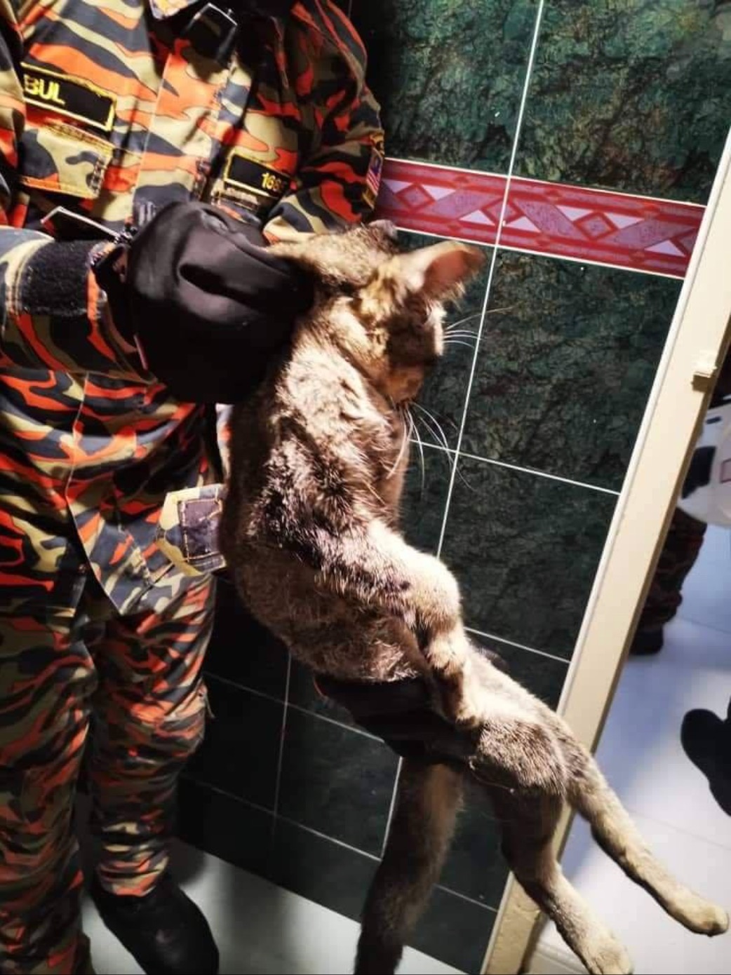 Kucing Meluru Masuk Rumah Ditemui Terperangkap Di Lubang Saluran Air Dalam Rumah Kosong - sajagempak.com