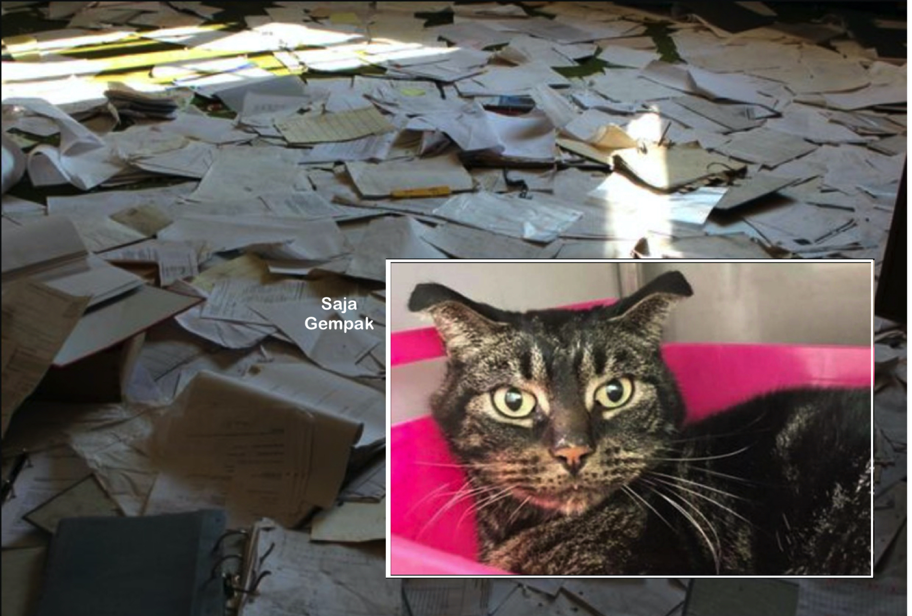 Hampir Dua Bulan Terkurung Dalam Rumah, Kucing Terdesak Kelaparan Makan Kertas Untuk Hidup - sajagempak.com