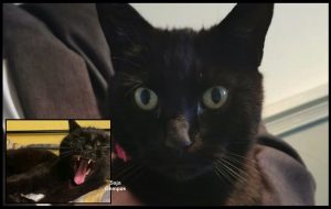 Kucing Kesayangan Mati Dilanggar Kereta, Sekeluarga Menjerit Terperanjat Apabila Kucing Itu Muncul Semula Di Depan Rumah - sajagempak.com
