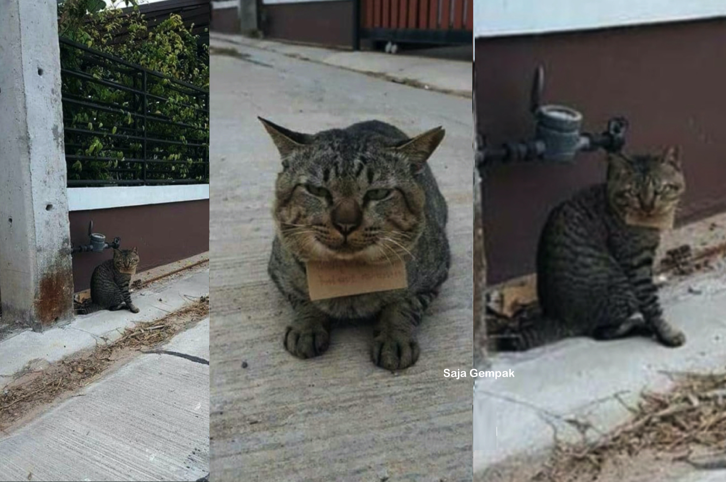 Tiga Hari Hilang, Pemilik Terkejut Kucingnya Pulang Semula Bersama 'Nota' Tertulis Rahsia Kehilangannya - sajagempak.com
