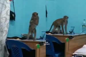 Baru Kembali Ke Kampus, Pelajar Wanita Terperanjat Melihat Monyet Dalam Biliknya - sajagempak.com - Baru Kembali Ke Kampus, Pelajar Wanita Terperanjat Melihat Monyet Dalam Biliknya