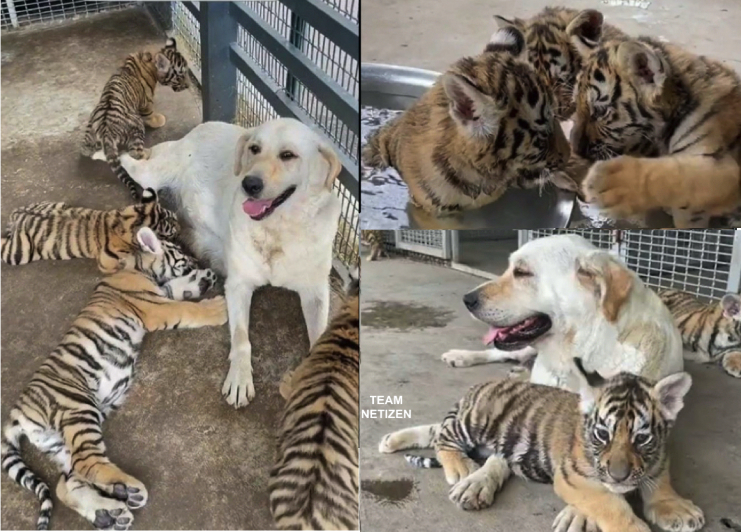 Anak-anak Harimau Diabaikan Ibu Mereka Sejak Lahir, Seekor Anjing Diletakkan Penjaga Zoo Untuk Jadi ‘Ibu Angkat” - sajagempak.com