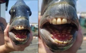 Ikan Aneh Bergigi Manusia Ditemui, Nelayan Kata Ianya Sedap Dimakan - sajagempak.com