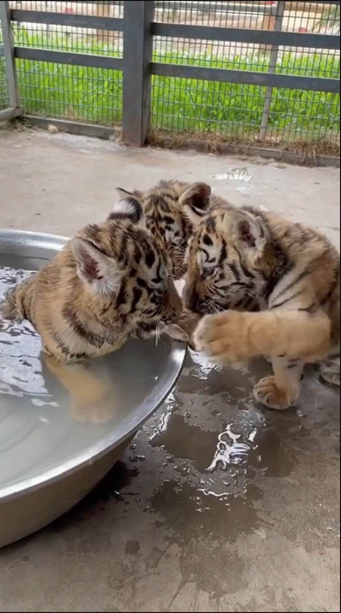 Anak-anak Harimau Diabaikan Ibu Mereka Sejak Lahir, Seekor Anjing Diletakkan Penjaga Zoo Untuk Jadi ‘Ibu Angkat” - sajagempak.com