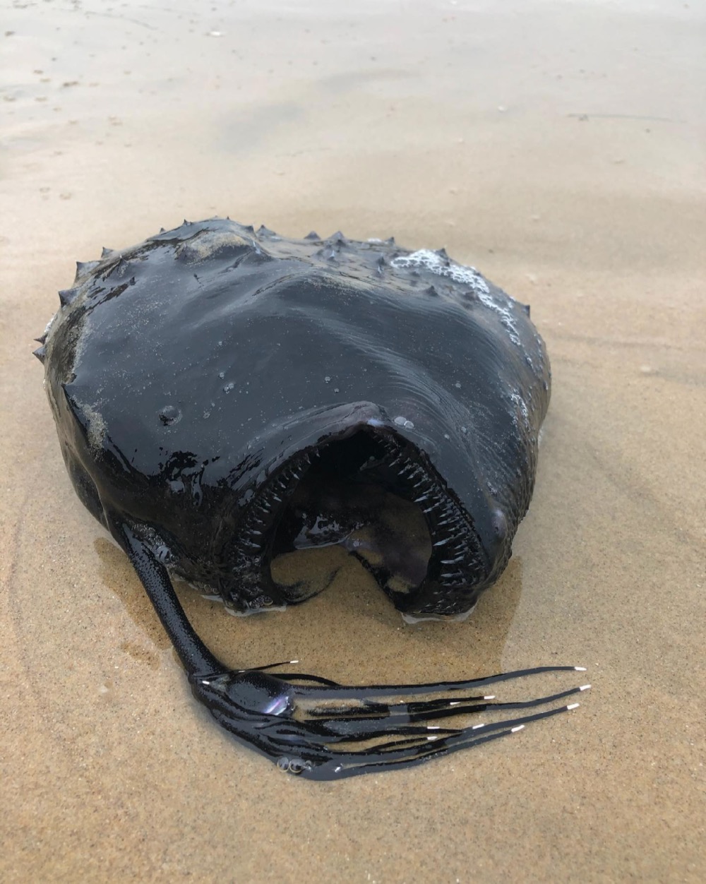Ikan 'Rare' Dari Laut Dalam Ditemui Terdampar Di Pantai, Datangkan Keresahan Kerana Dianggap Bukan Satu Petanda Baik - sajagempak.com