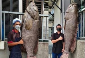 Ikan Kerapu Gergasi 'Keratang' Seberat 160kg Berjaya Ditangkap Di Perairan Marine Farms, 100 Batu Nautika Dari Labuan