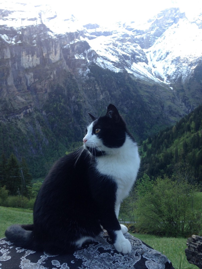 Sesat Di Kawasan Pergunungan, Pendaki Diselamatkan Seekor Kucing Muncul Entah Dari Mana - sajagempak.com