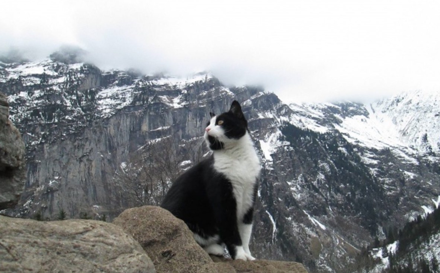 Sesat Di Kawasan Pergunungan, Pendaki Diselamatkan Seekor Kucing Muncul Entah Dari Mana - sajagempak.com