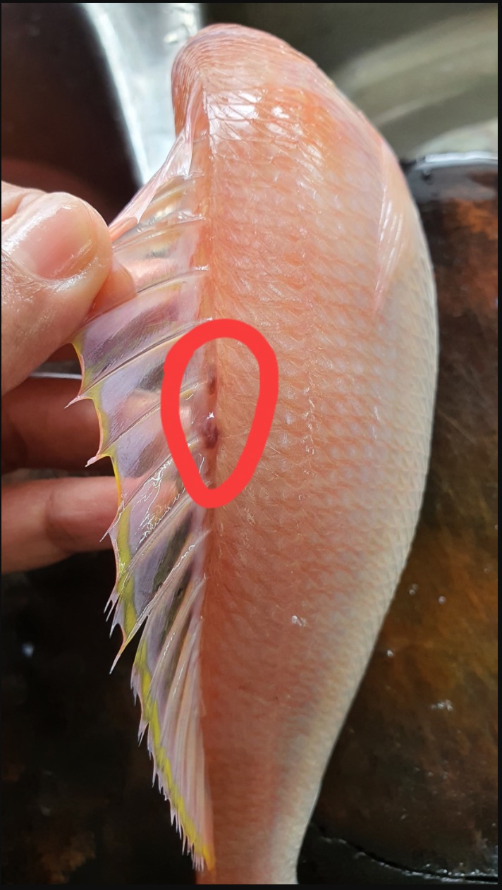 Rasanya Memang Sedap, Tapi Ramai Tidak Tahu Dekat Sirip Ikan Kerisi Ada Tersembunyi Cacing-cacing Halus - sajagempak.com