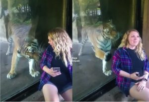 Wanita Hamil Mendekati Harimau Untuk Bergambar Di Zoo, Tanpa Diduga Harimau Itu Bertindak Di Luar Jangkaan - sajagempak.com