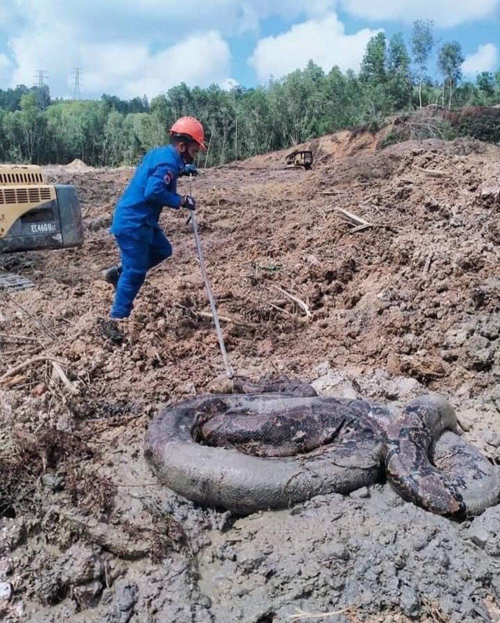 Penemuan Dua Ular Sawa Gergasi Di Tapak Pembinaan Di Kampung Gong Nangka, Marang - sajagempak.com