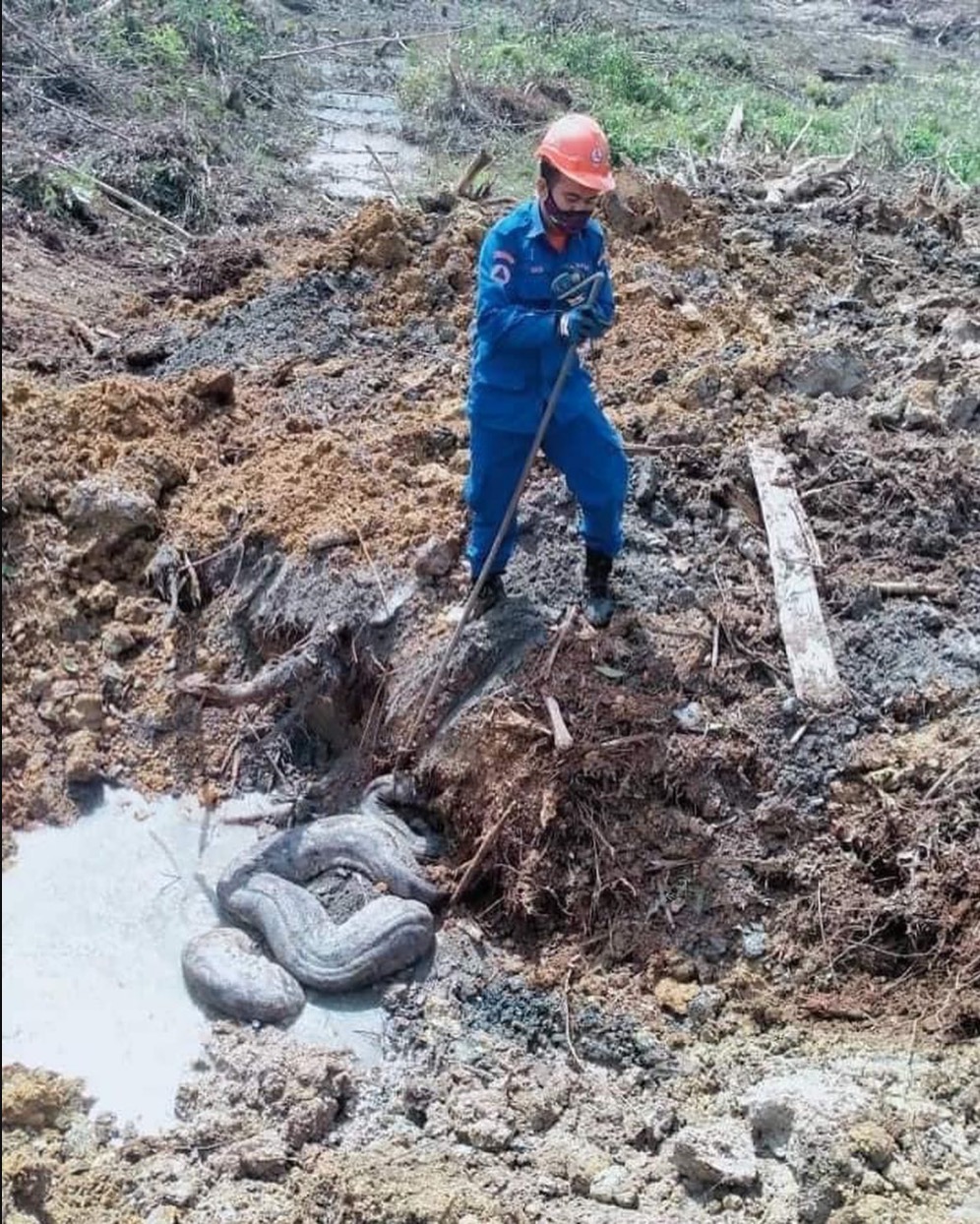 Penemuan Dua Ular Sawa Gergasi Di Tapak Pembinaan Di Kampung Gong Nangka, Marang - sajagempak.com