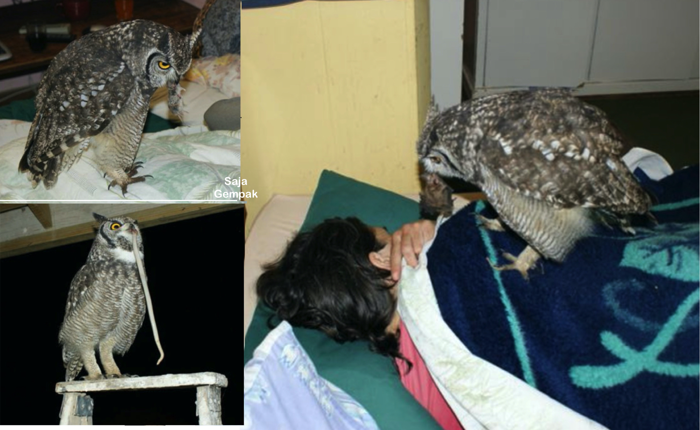 Terhutang Budi Selepas Diselamatkan, Burung Hantu Bawa ‘Hadiah’ Setiap Hari Untuk Penyelamatnya - sajagempak.com
